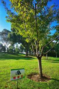 閔行文化公園，週末休閒放鬆的好去處