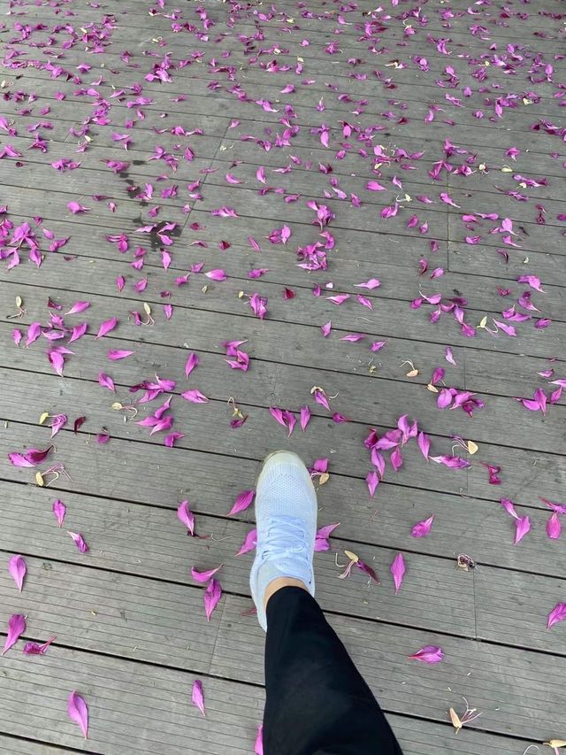 小鎮的楓樹