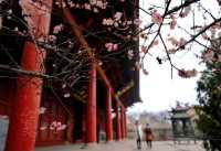 相約安徽·向春而行丨渦陽天靜宮景區歡迎您