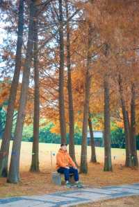 不用再擠園博苑廈門島內也有絕美落羽杉