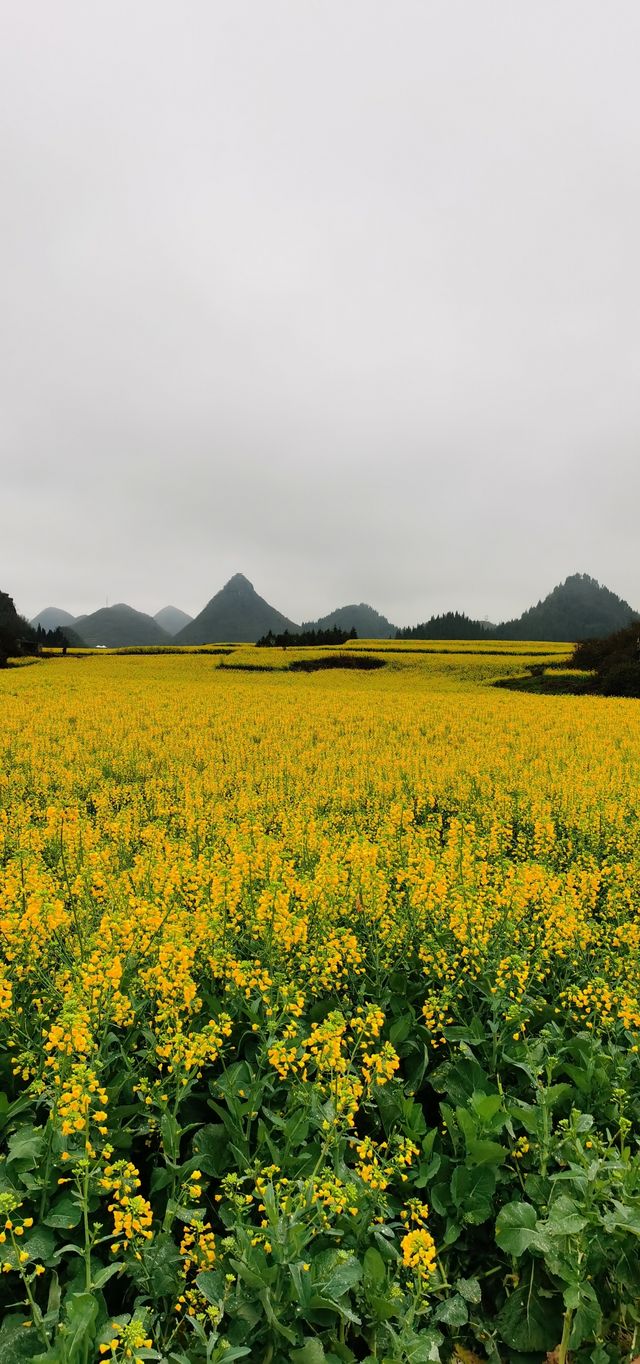 春日萌動，雲南羅平等你來！