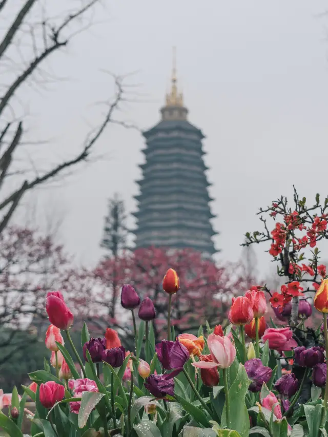 The plum blossoms in Hongmei Park are just too perfect with the rainy weather
