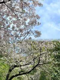 湖南省植物園櫻花海，春日賞花正當時