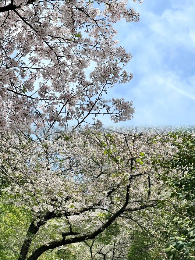 湖南省植物園櫻花海，春日賞花正當時