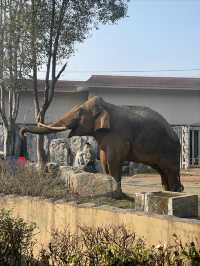 終於帶兒子來寧波野生動物園玩了