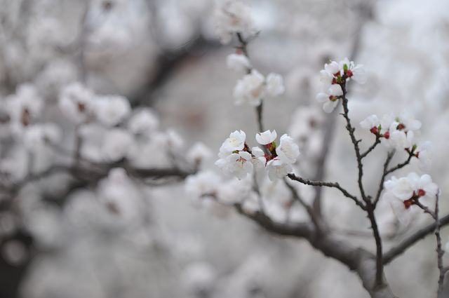 泰安環山路梅園，春日賞花好去處