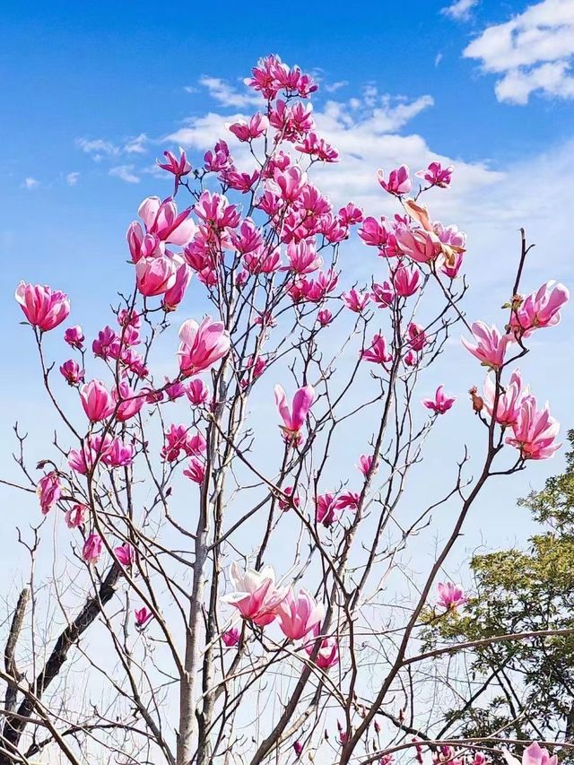 春天的浪漫，花開佔一半