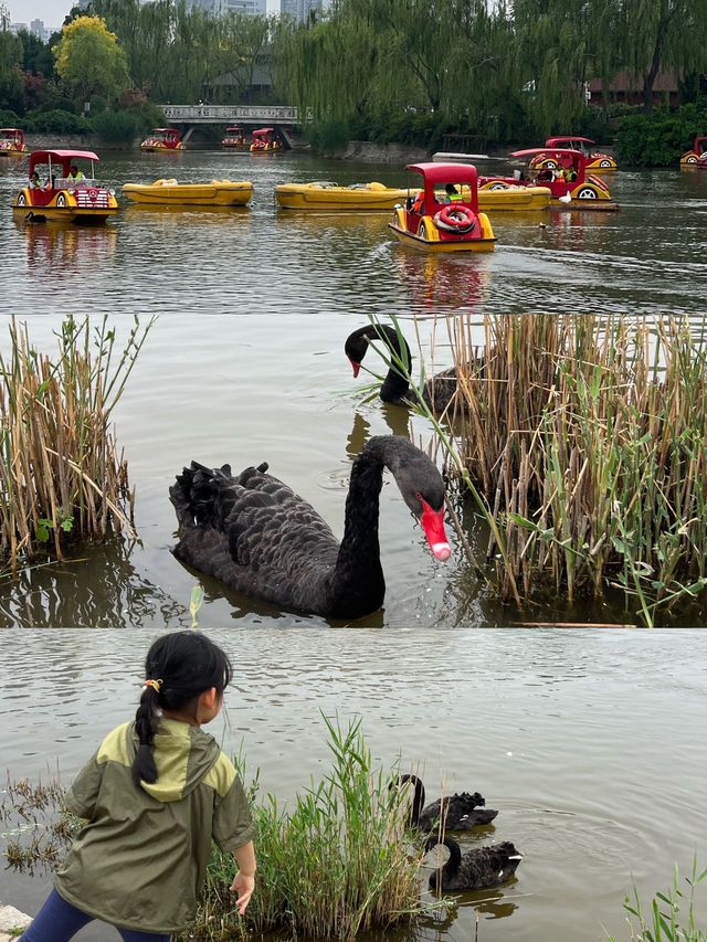 天津踏青｜不出遠門去徒步，爬山遊船餵天鵝的寶藏公園