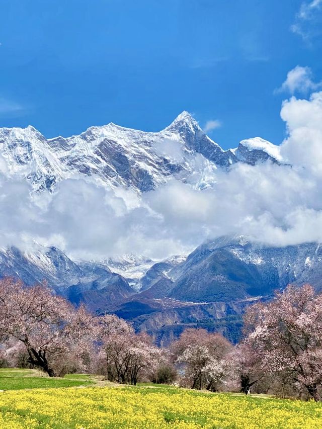 3月的林芝，去多少次都不夠這份攻略請收好