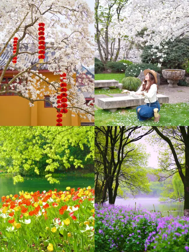 杭州の春が来て、桜もそれに続いています
