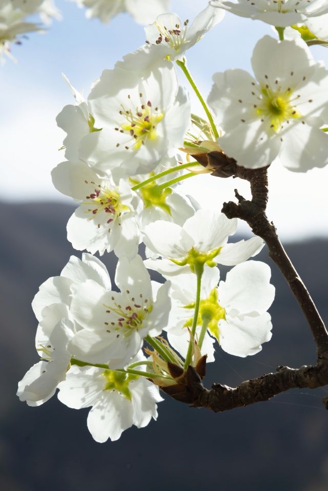 川西旅行丨你永遠可以相信金川的梨花