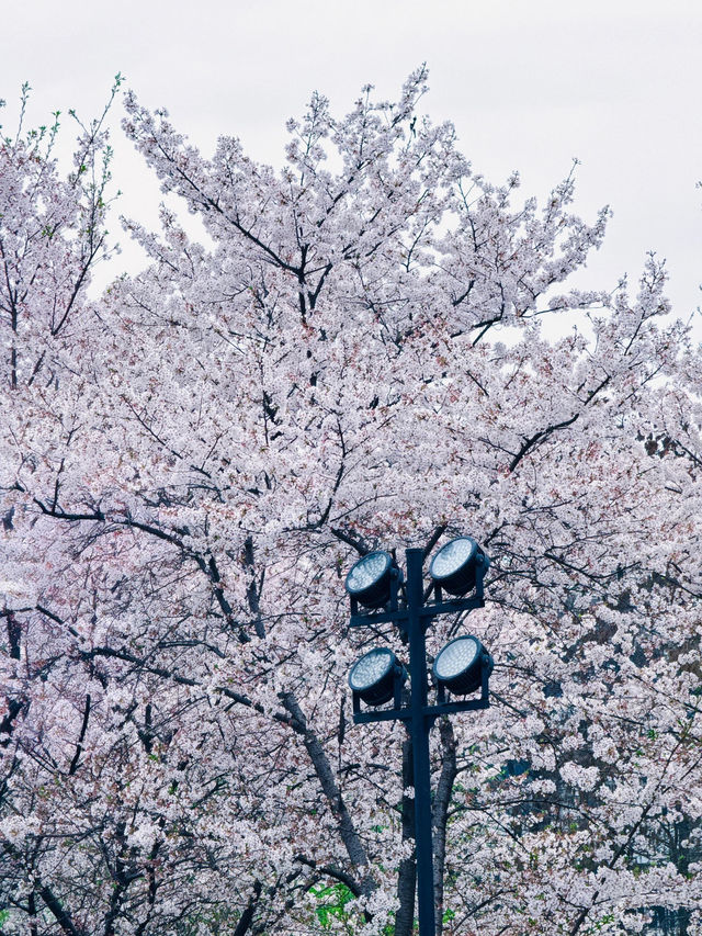 東方漸暖滿春城，來武漢的朋友 請賞櫻花