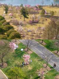 辰山植物園的櫻花是春天可以封神的那種