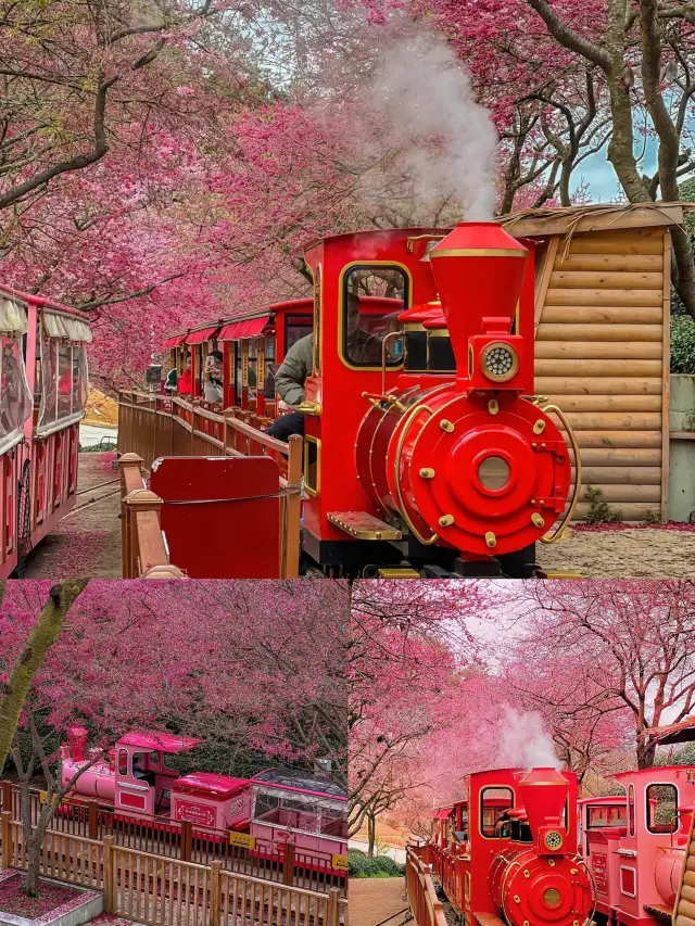 Where to Go in Fujian on Weekends—Yongfu Cherry Blossom Tea Garden is in Season Now