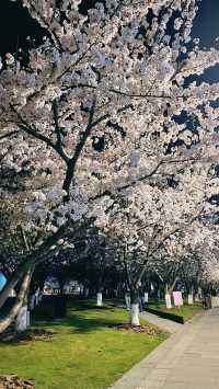 上海魯迅公園的櫻花池裡的春和景明