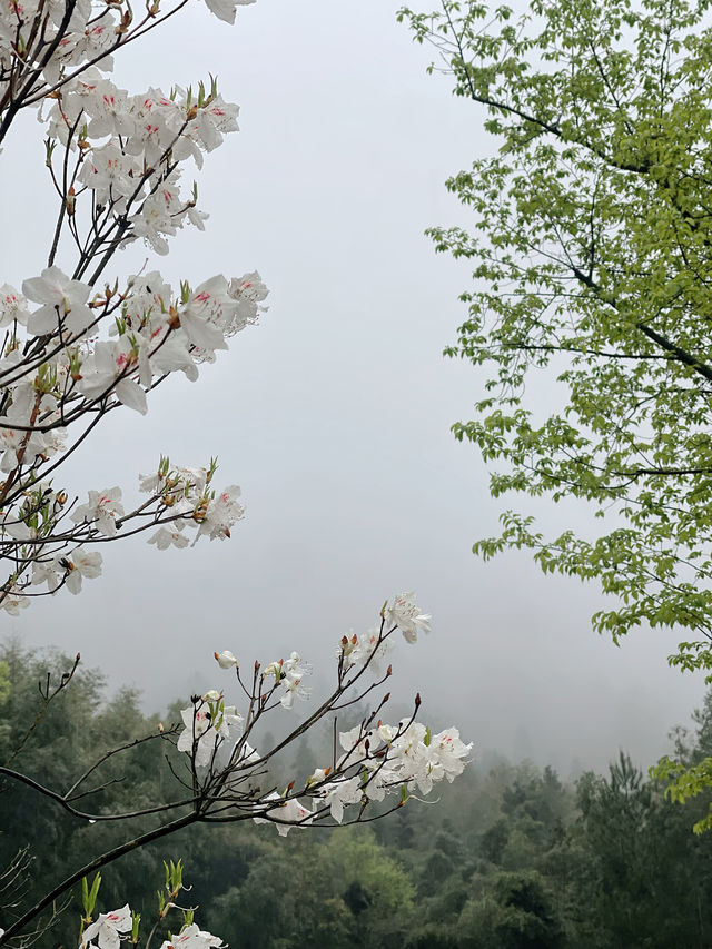 泰順親子遊 | 在隱世庭院感受山野美學