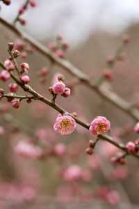 春風有信，花開有期 | 無錫梅園花開正盛