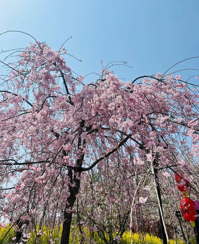 孤柏渡豐樂櫻花園