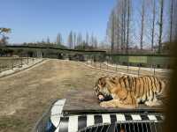 一天逛完上海野生動物園，真的別信！