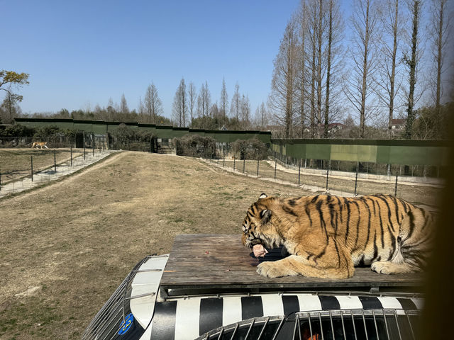 一天逛完上海野生動物園，真的別信！