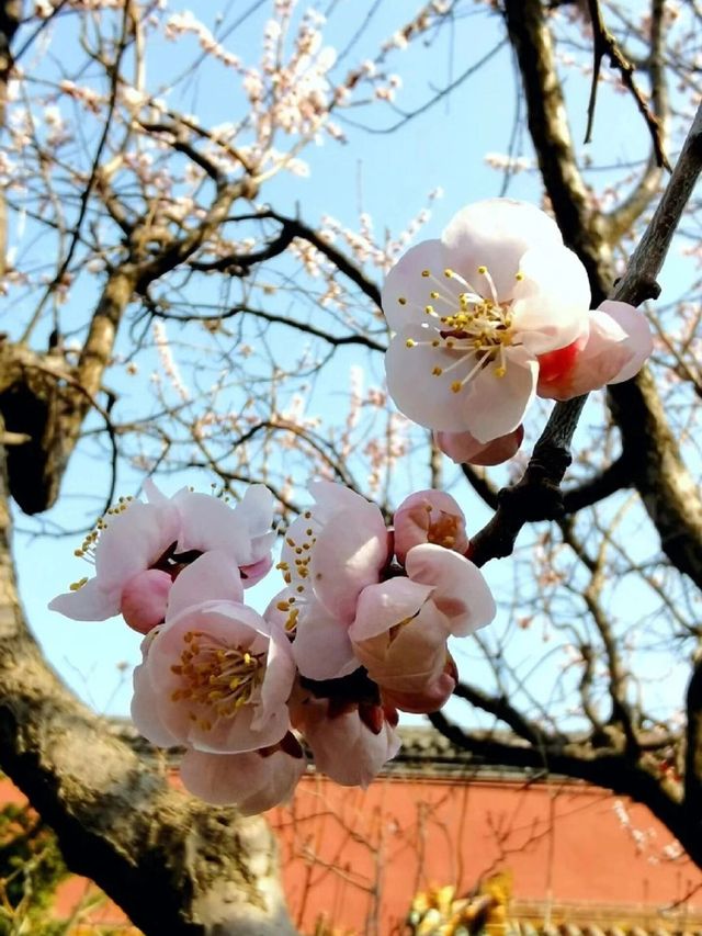 沈陽春季賞花攻略|繁花似錦，遇見最美的季節
