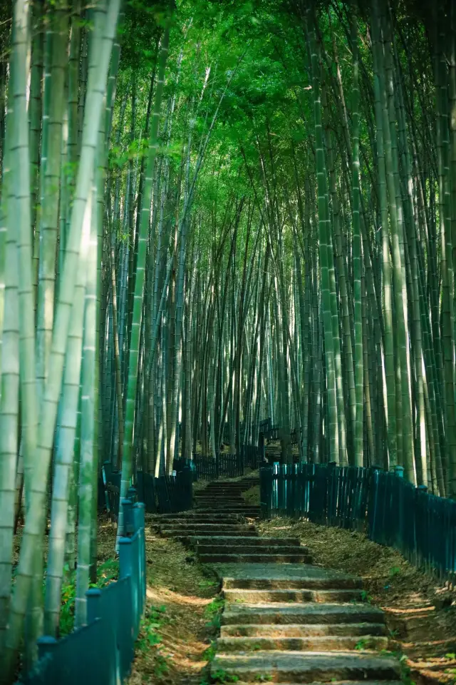 Whoever comes to Hangzhou and doesn't visit this bamboo forest secret spot, I will really be sad