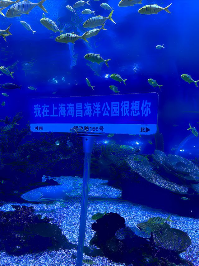 全球唯一虎鲸表演｜上海海昌海洋公園｜打卡海洋公園