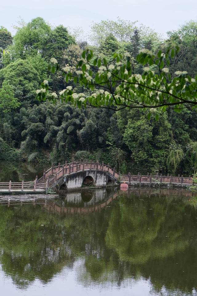 躲進茶山裡 大口吸氧
