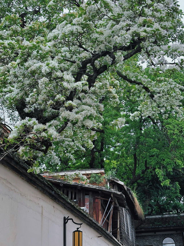 流蘇四月雪-樹覆一寸雪，香飄十里村