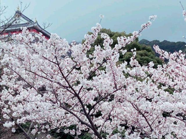 Atami Hanami