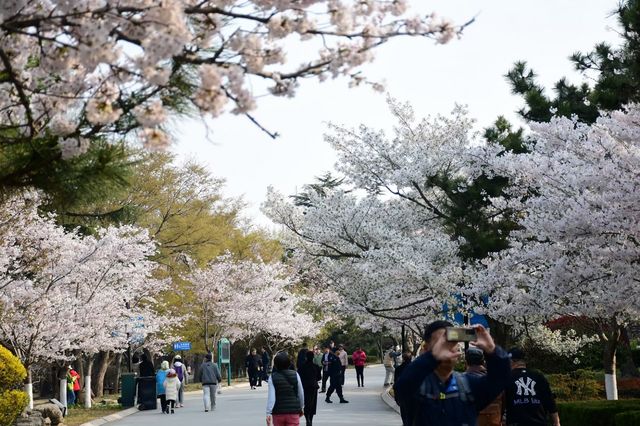 青島中山公園邀您來賞櫻花