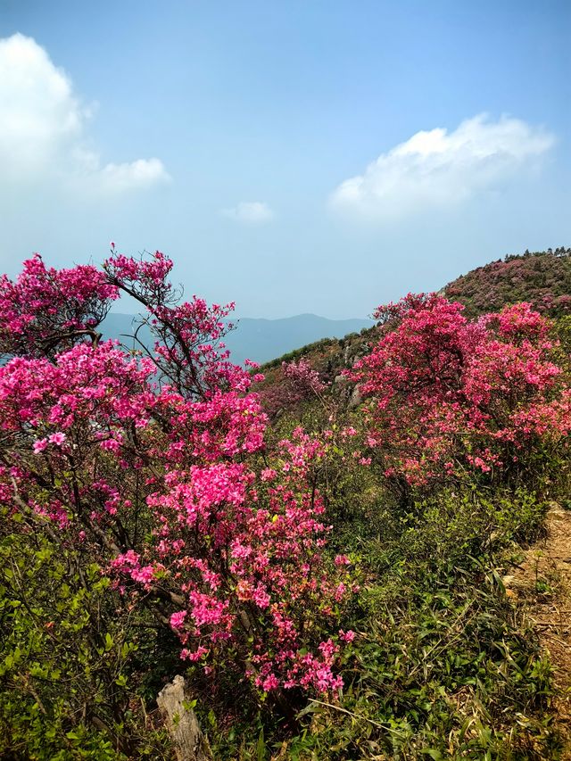 寧波金峨山映山紅