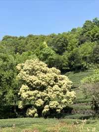 杭州｜五一來梅家坞，體驗茶村慢生活～