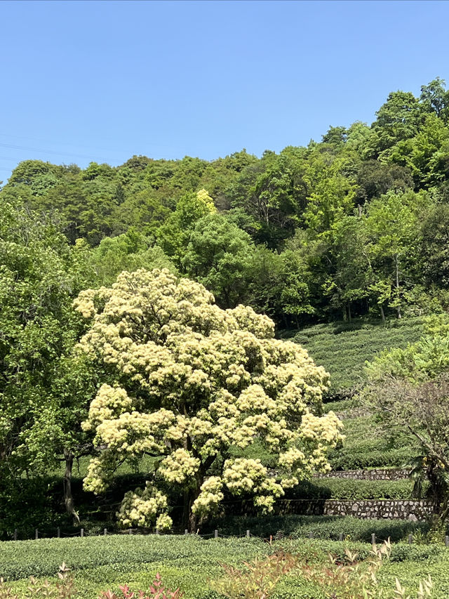 杭州｜五一來梅家坞，體驗茶村慢生活～