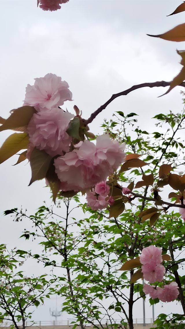 櫻花園內晚櫻盛開