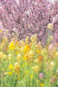 沒錯就在上海市區七彩油菜花美成莫奈花園