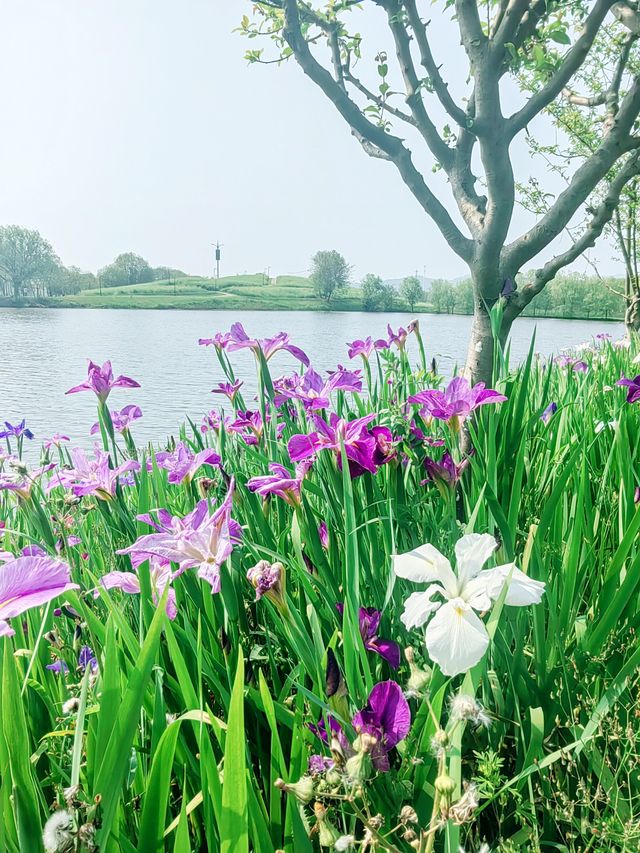 義烏植物園，草木欣然，鳶尾盛開