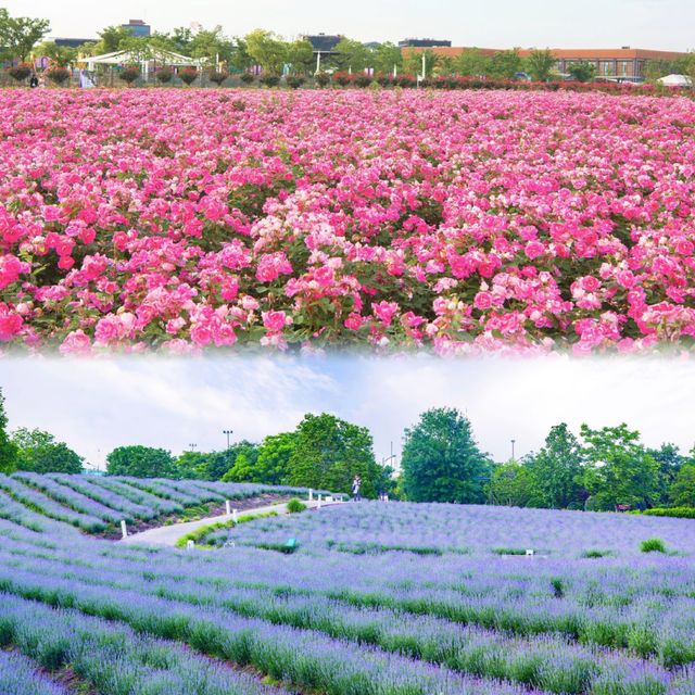 上海薰衣草公園