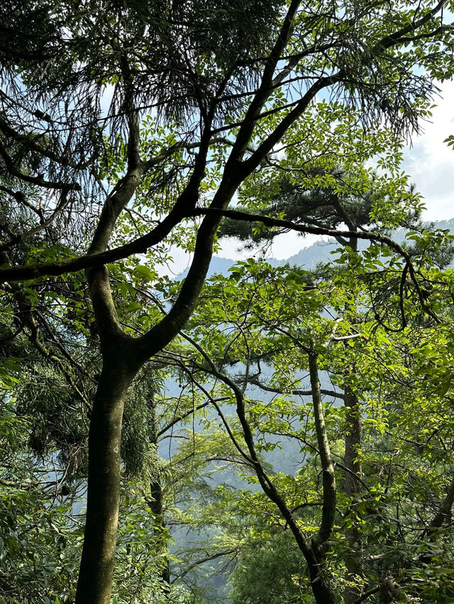 森林療癒 西天目山的3天2夜