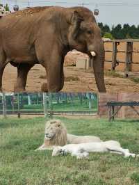 德州動物園超贊