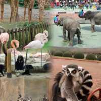 上海野生動物園超實用攻略