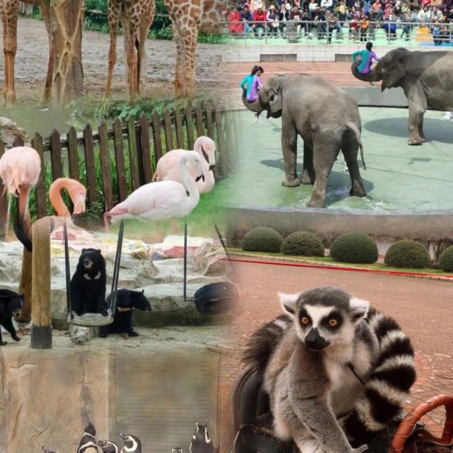 上海野生動物園超實用攻略