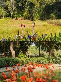肇慶|濕地公園