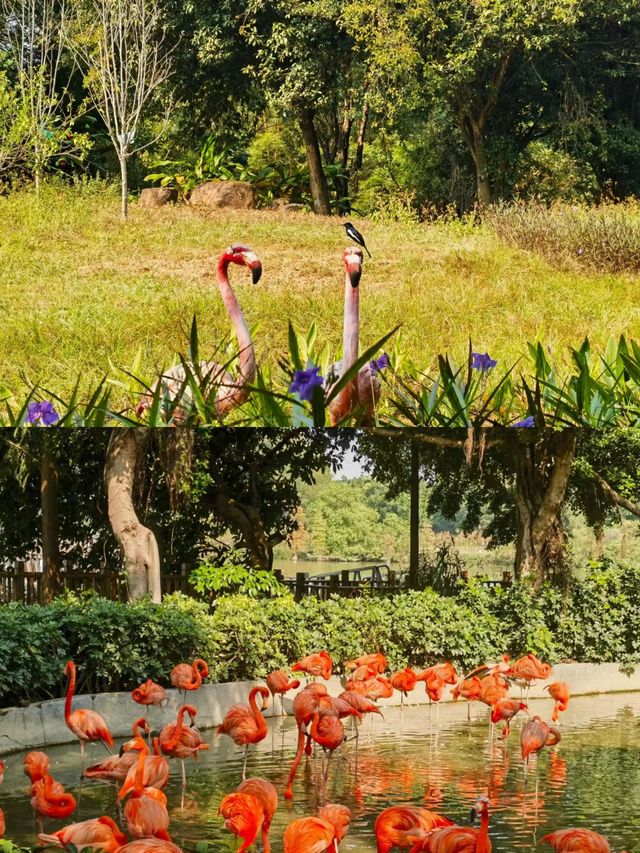 肇慶|濕地公園