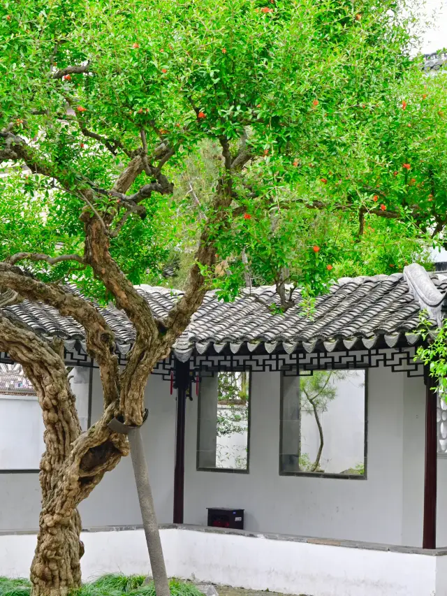 夏日使者怡園的百年石榴花開了