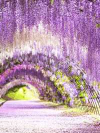 Wisteria Wonder in Fukuoka: A Floral Fiesta 🌸🎉
