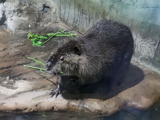 湘湖旁邊隱藏著的海洋館