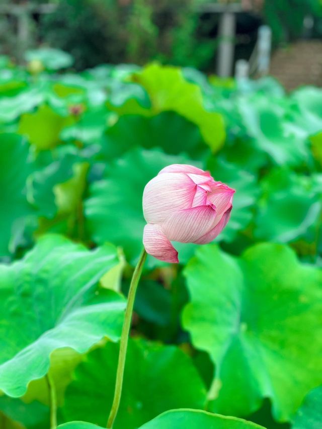 在成都周邊～退房了 不想回家～