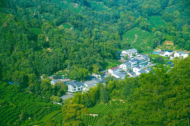 龍井村，茶韻飄香的世外桃源 