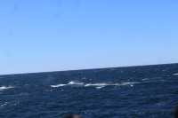 Walking with whales, how fortunate indeed👏